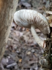 Pluteus leucoborealis