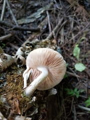 Pluteus leucoborealis