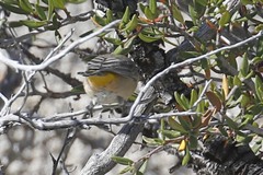 Leiothlypis virginiae