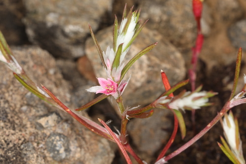 Image of Bidwell's Knotweed (Polygonum bidwelliae) by (c) Steve Matson, some rights reserved (CC BY)