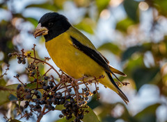 Coccothraustes abeillei