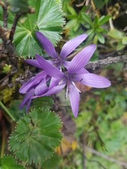 Gentianella rapunculoides