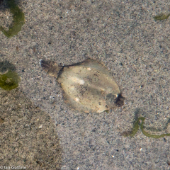 Pleuronichthys coenosus
