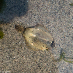 Pleuronichthys coenosus