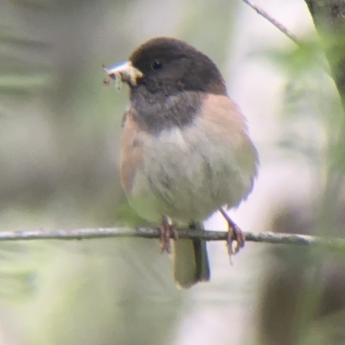 Dark-eyed Junco