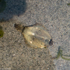 Pleuronichthys coenosus