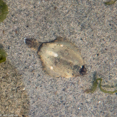 Pleuronichthys coenosus