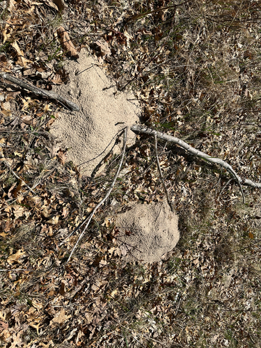 Plains Pocket Gopher