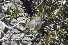 Leiothlypis virginiae