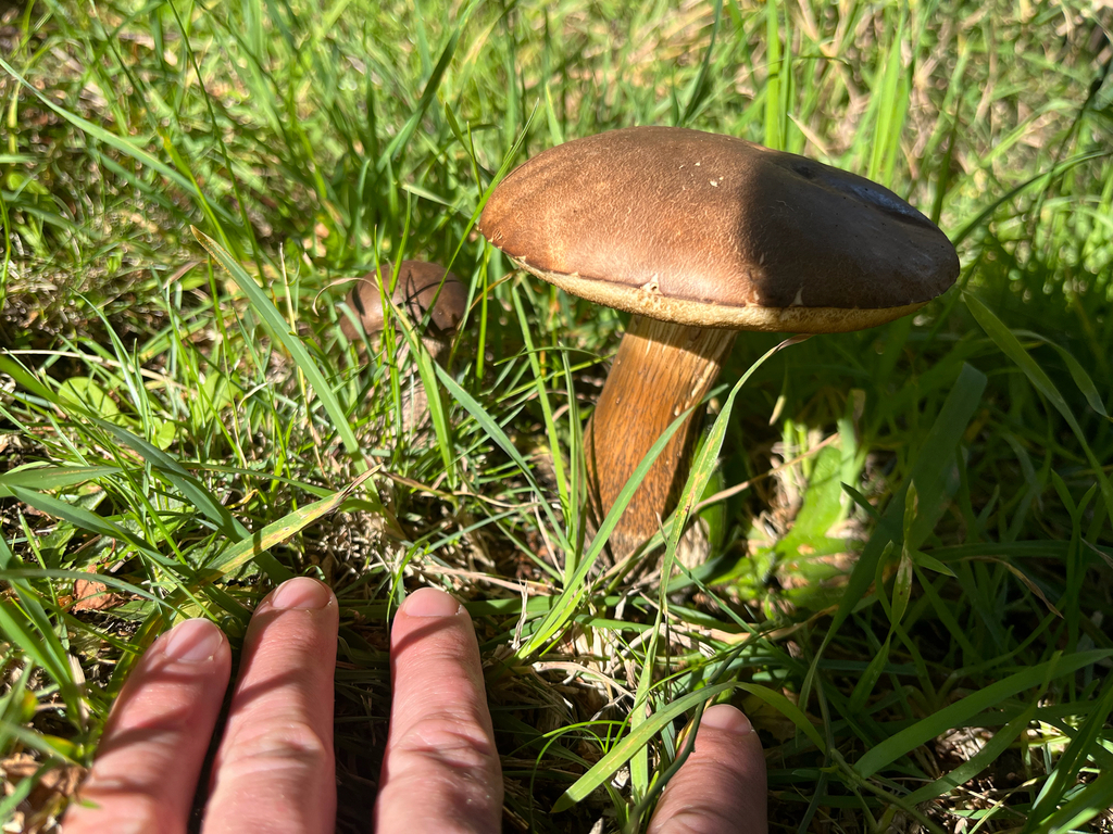 Leccinum scabrum · April 2025 · photo: © btforester (iNaturalist, cc-by)