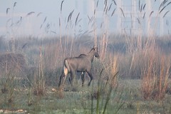 Boselaphus tragocamelus