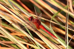 Crocothemis servilia