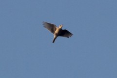 Oriental Skylark photo 2