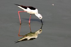 Himantopus himantopus