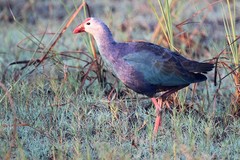 Porphyrio poliocephalus