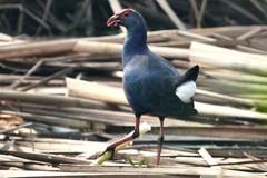 Porphyrio poliocephalus