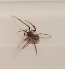 Zygiellinae