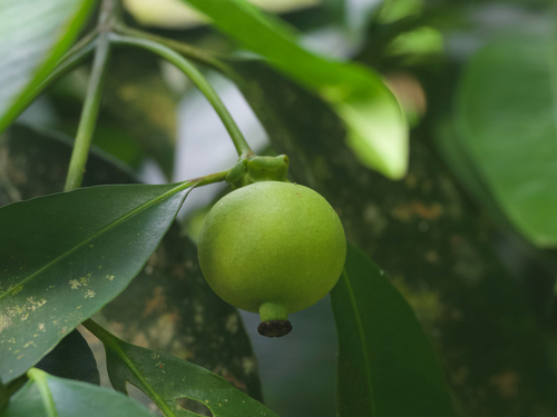 Garcinia celebica observed 2025-04-27