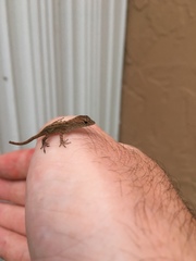 Anolis sagrei