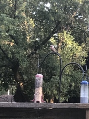 Haemorhous purpureus