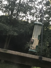 Haemorhous purpureus