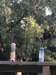 Haemorhous purpureus