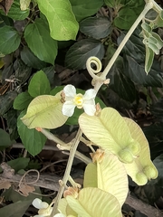 Serjania mexicana