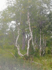Betula pubescens pumila