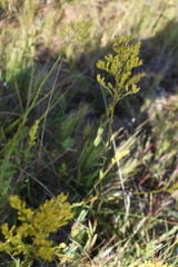 Solidago ohioensis