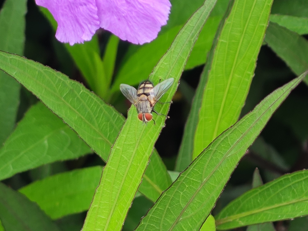 Bot Flies, Blow Flies, and Allies from São Lázaro, MO-MA, MO on April ...