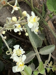 Serjania mexicana, photograph author not stated, no rights reserved