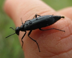 Linsleya sphaericollis