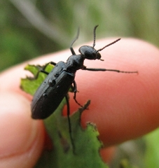 Linsleya sphaericollis