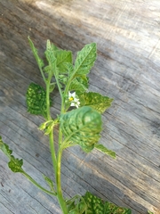 Solanum sarrachoides