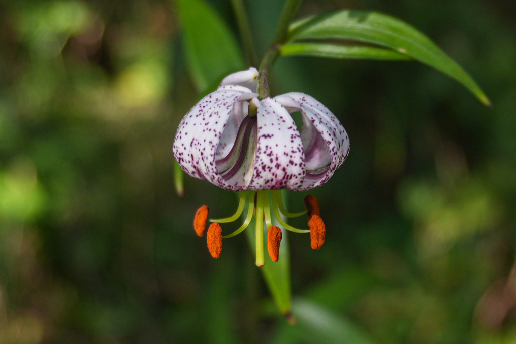 Lilium fargesii