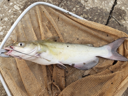 Channel Catfish