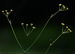 Donnellsmithia juncea