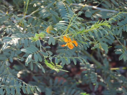 Cassia Butterfly Bush