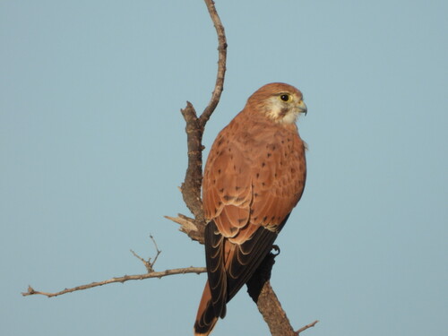 Nankeen Kestrel