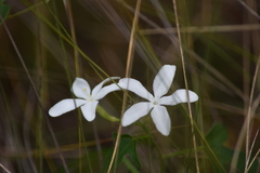 Cnidoscolus stimulosus