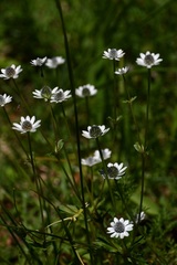 Eryngium scaposum