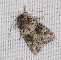 Lacinipolia olivacea