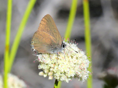 Satyrium auretorum
