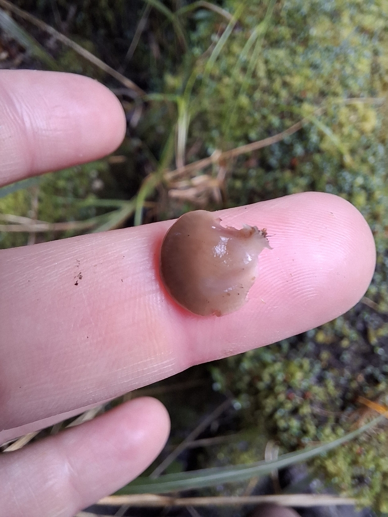 Scytinotus longinquus · April 2025 · photo: © armillariabianca (iNaturalist, cc0)