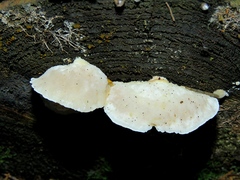 Postia tephroleuca