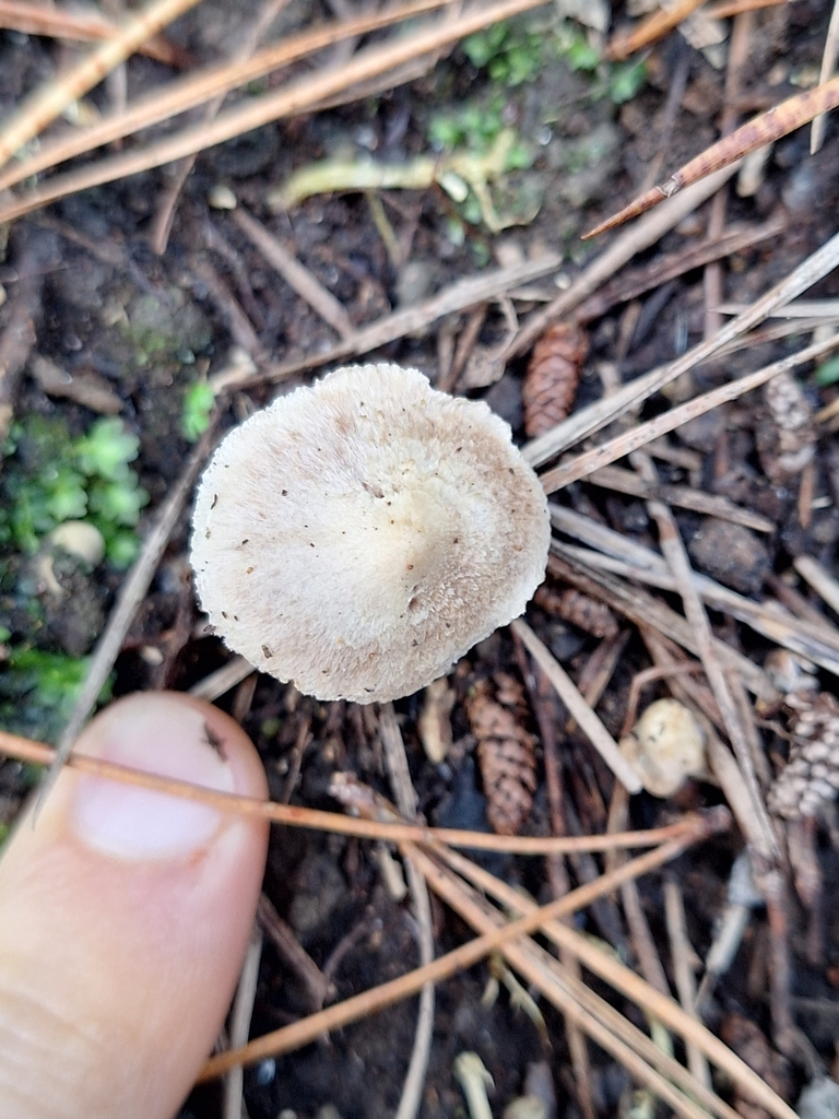 Inocybe sindonia · April 2025 · photo: © heidimeudt (iNaturalist, cc-by)