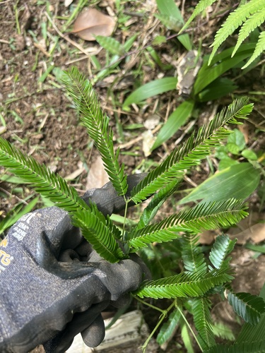 Albizia chinensis observed 2025-04-26