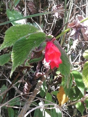 Begonia pectennervia