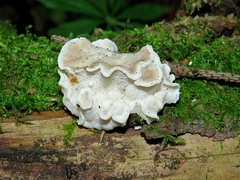Postia tephroleuca