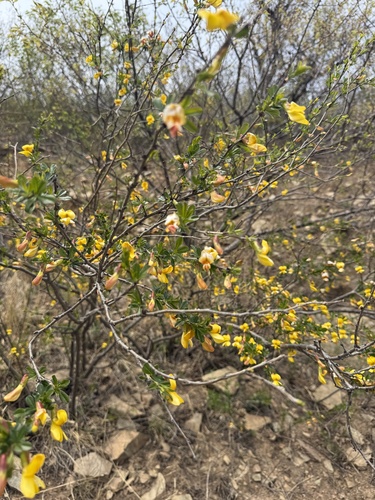 Caragana rosea, photograph 4